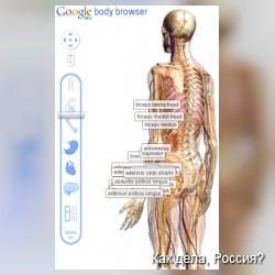 Google разработала "анатомический браузер"