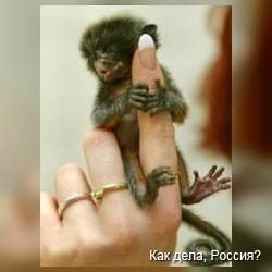 Мармозетки - маленькие обезьянки