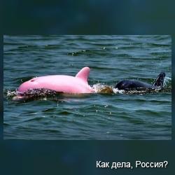 Чудеса природы: розовый дельфин. Видео