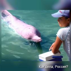 Чудеса природы: розовый дельфин. Видео