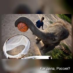Слоновий баскетбол