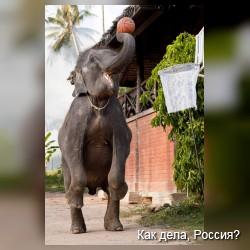 Слоновий баскетбол