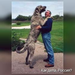 Огромные собаки. Фото