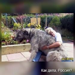 Огромные собаки. Фото