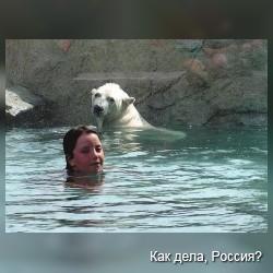 Плавание с полярными медведями в Канадском зоопарке