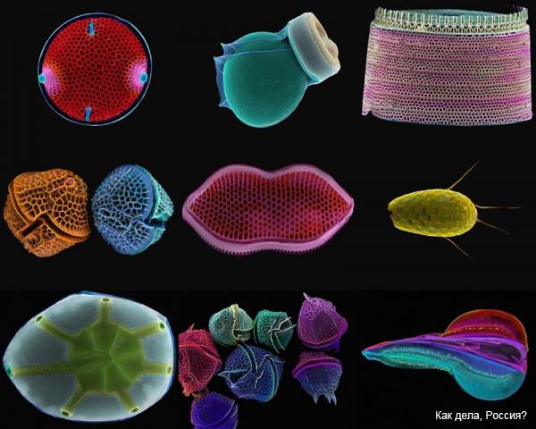 Диатомовые водоросли: Микрофотографии Пола Харгривза и Фэй Дарлинг