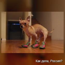 Собаки осваивают хождение в ботинках. Видео