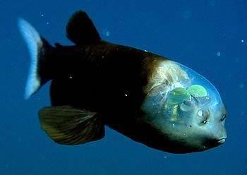 Существует рыба с прозрачным «лицом»