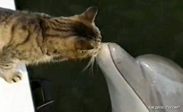 Кот и дельфин играют вместе. Видео