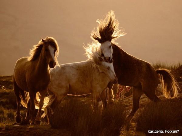 Лучшие фотографии National Geographic за июль 2011